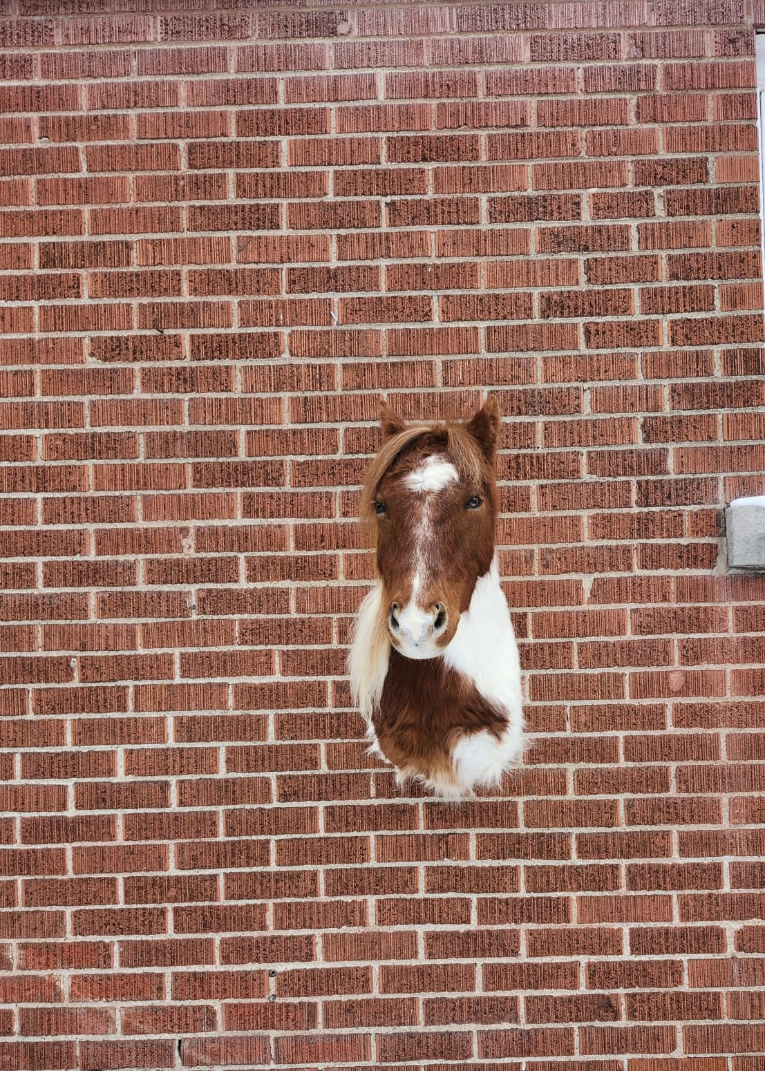 Shoulder mount brown and white horse taxidermy