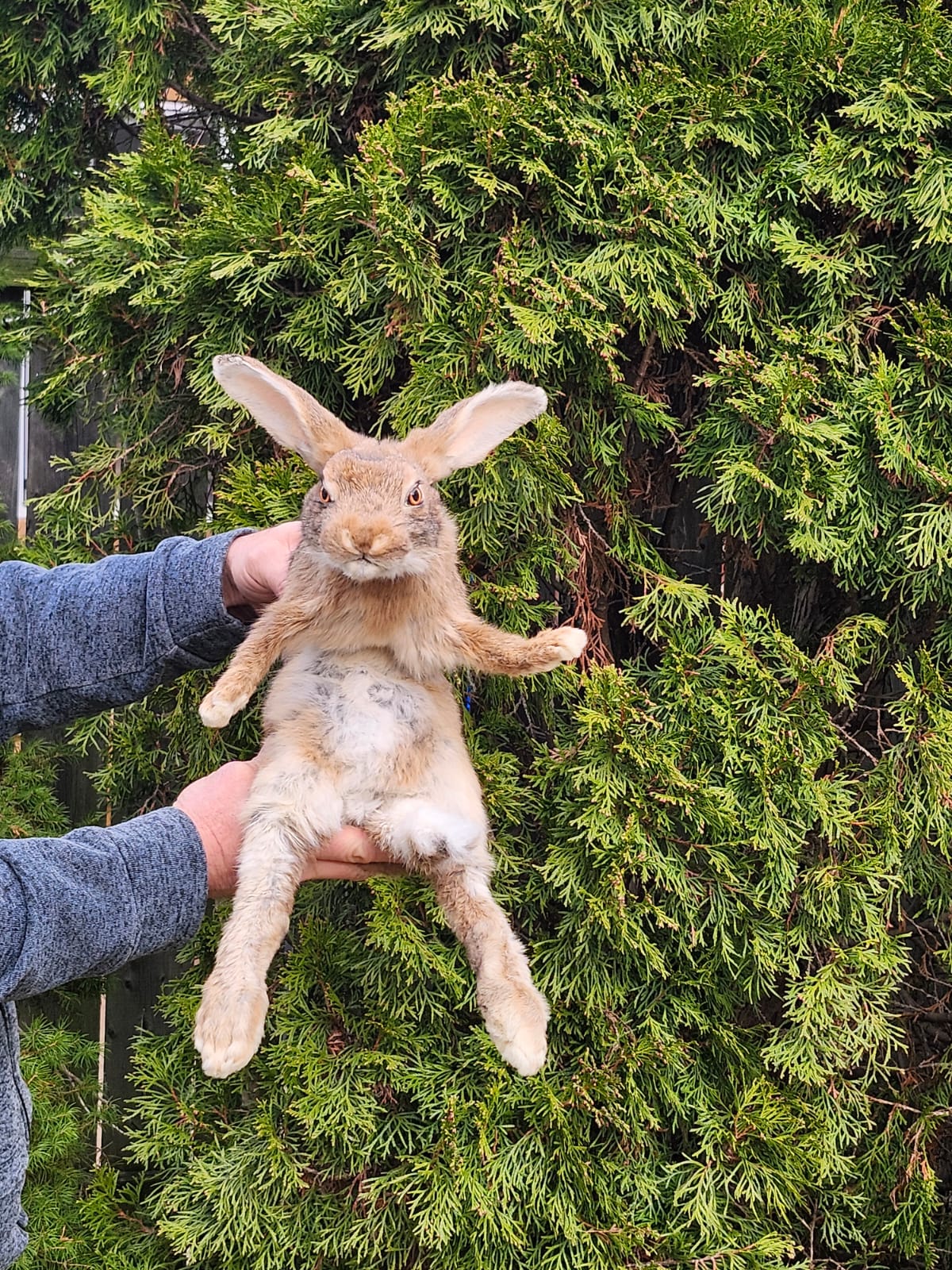 Brown soft mount rabbit taxidermy, floppy soft mount bunny