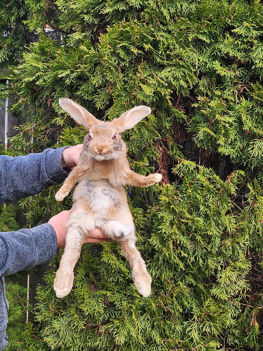 Brown soft mount rabbit taxidermy, floppy soft mount bunny