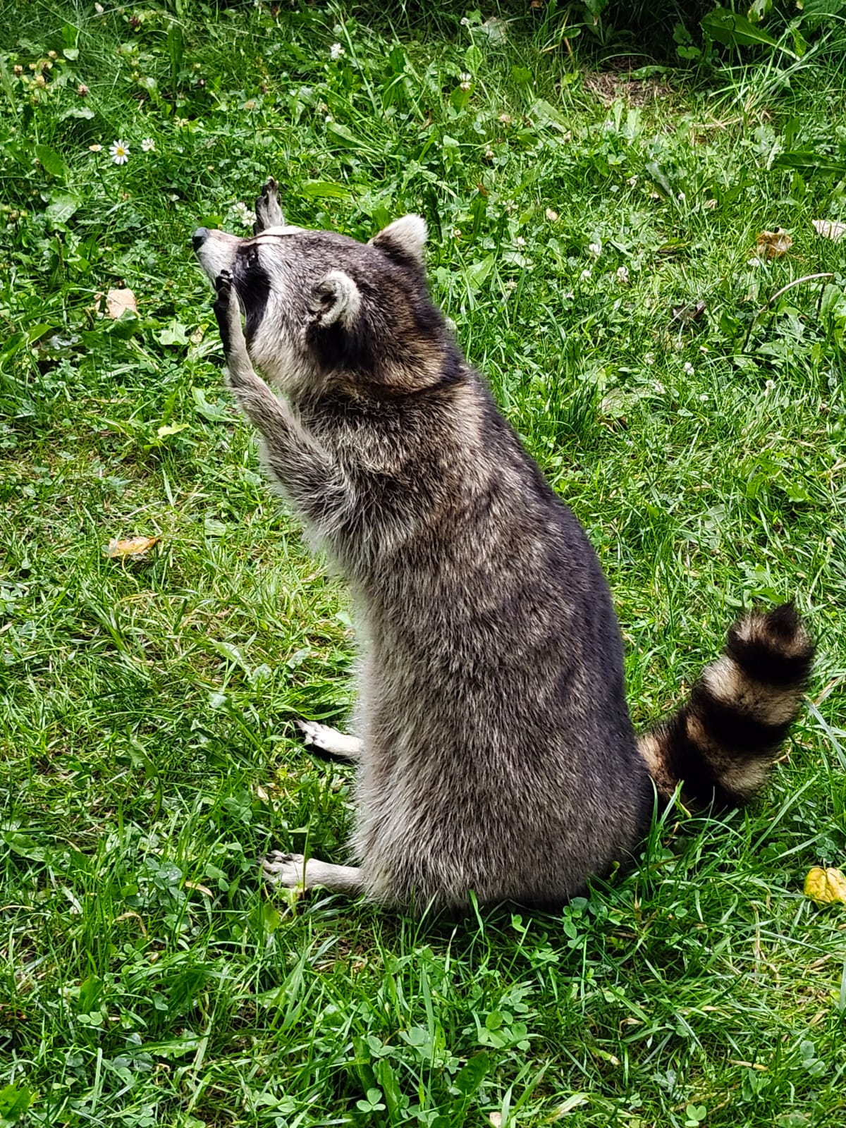 Fully Posable large soft mount raccoon taxidermy