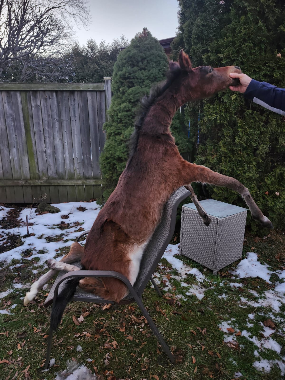 Soft mount brown horse taxidermy, pony taxidermy