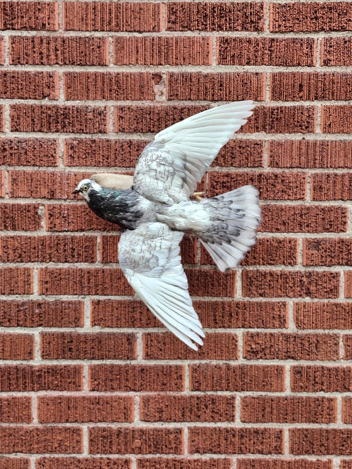 Flying wall mounted pigeon taxidermy