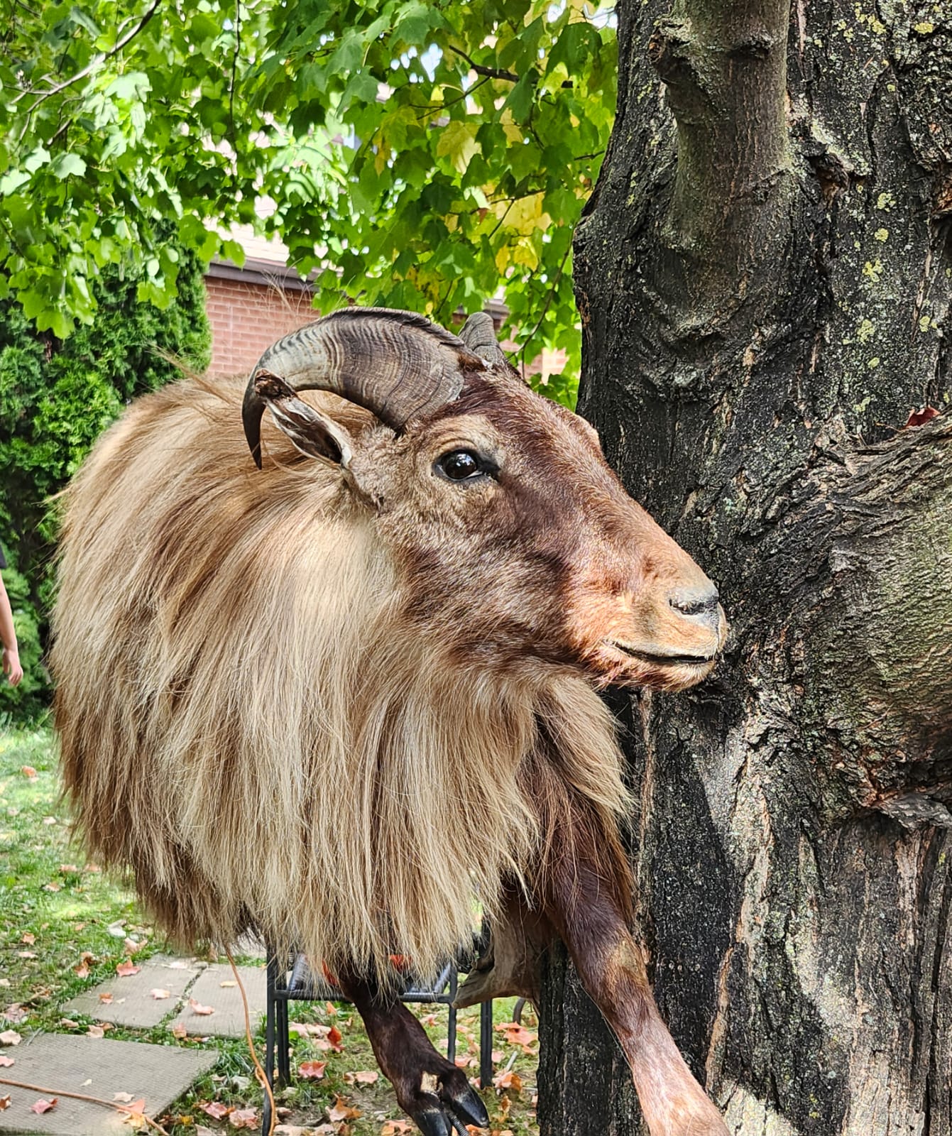 Wall mounted full body goat