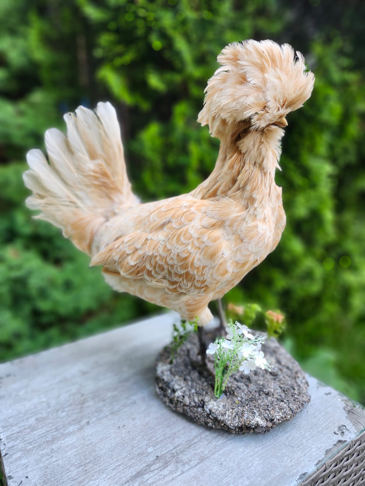 Chicken rooster taxidermy