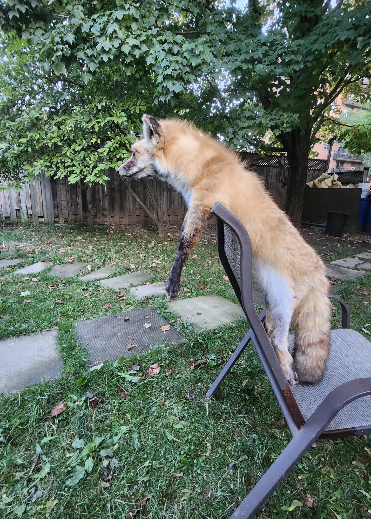 Floppy soft mount red fox taxidermy