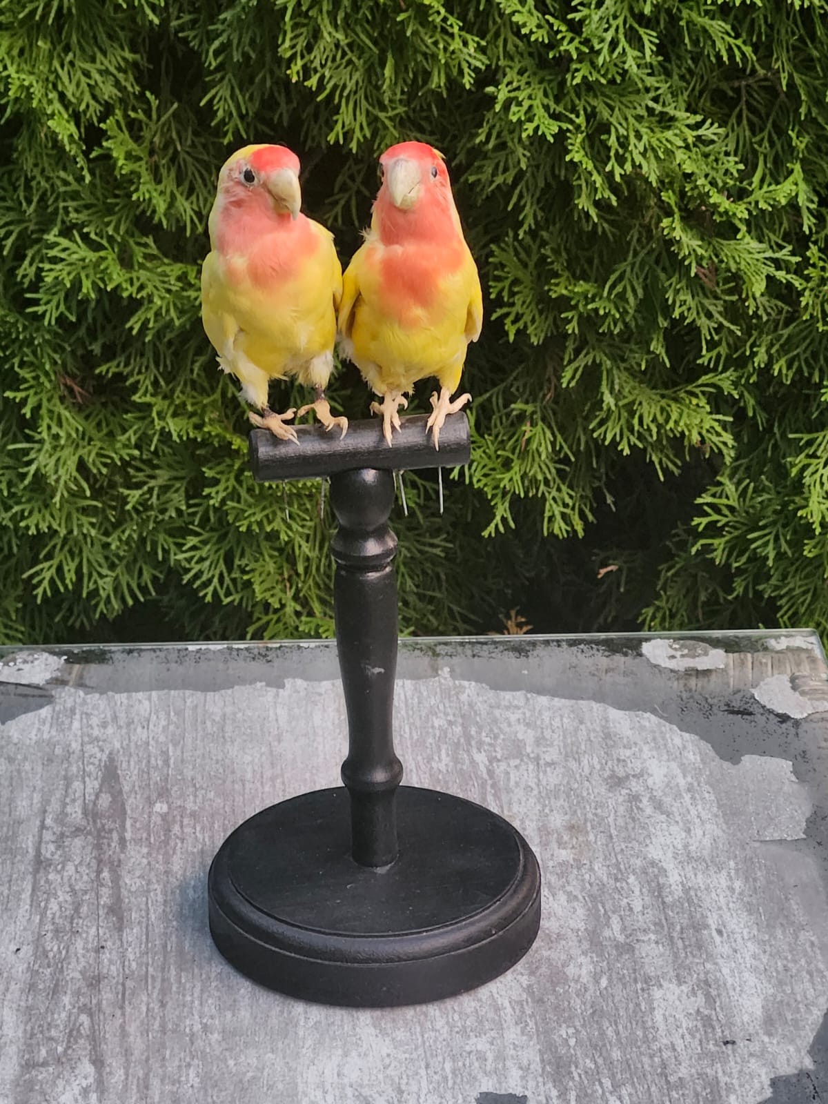 A pair of rosy faced lovebirds taxidermy