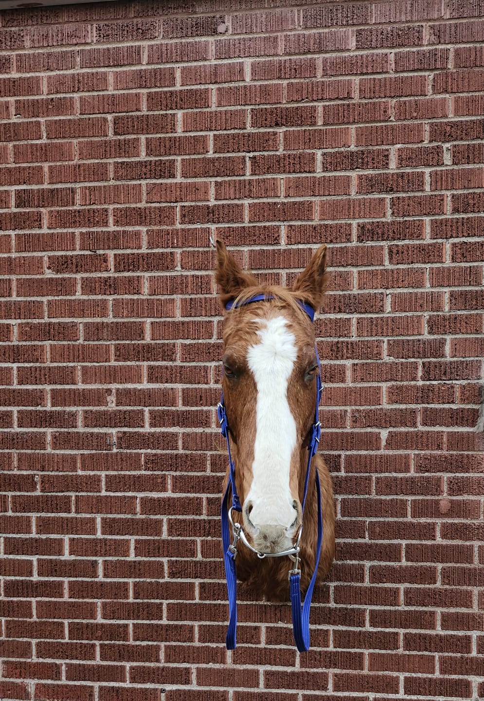 Shoulder mount horse taxidermy