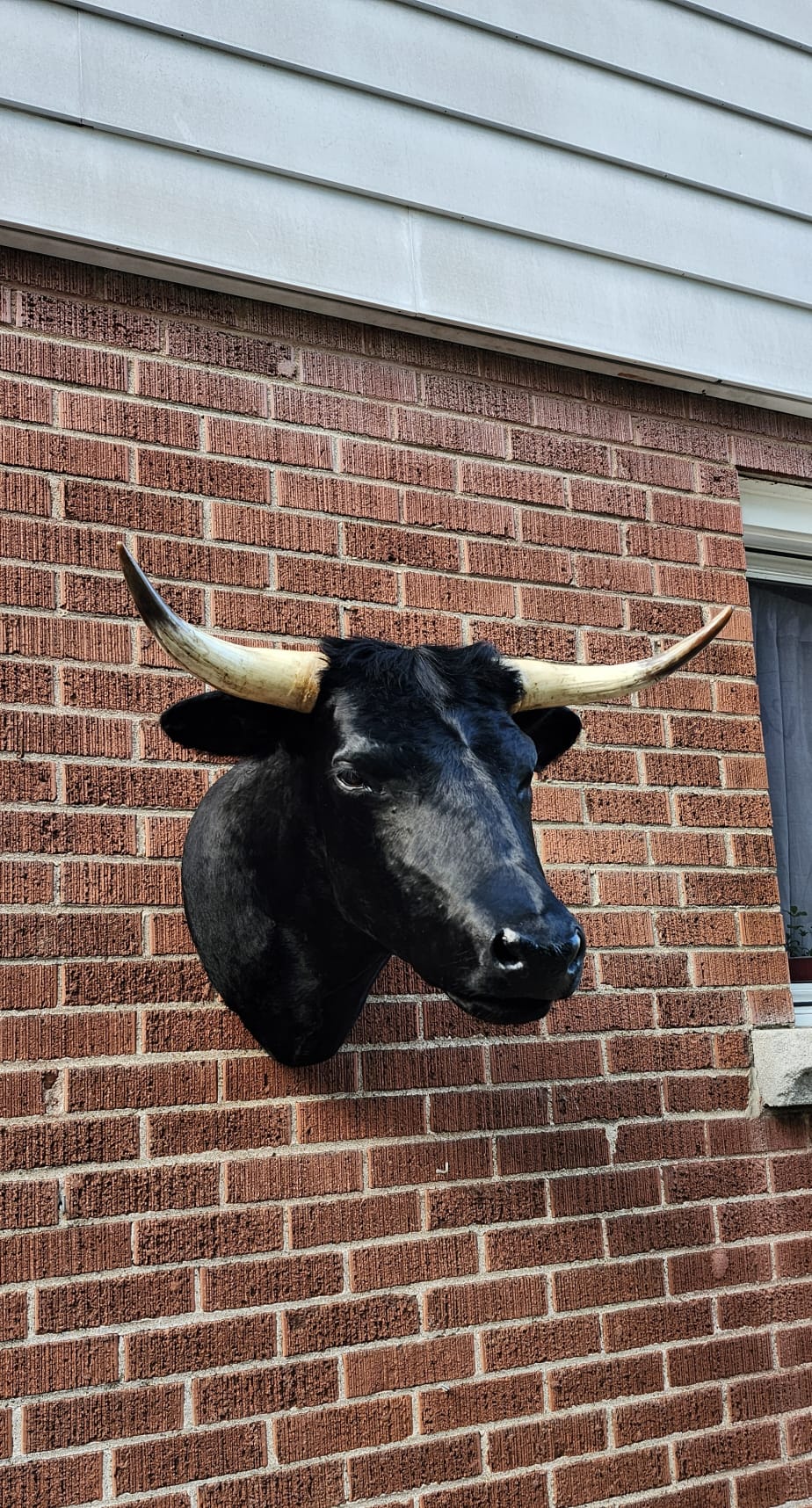 Black shoulder mount cow taxidermy