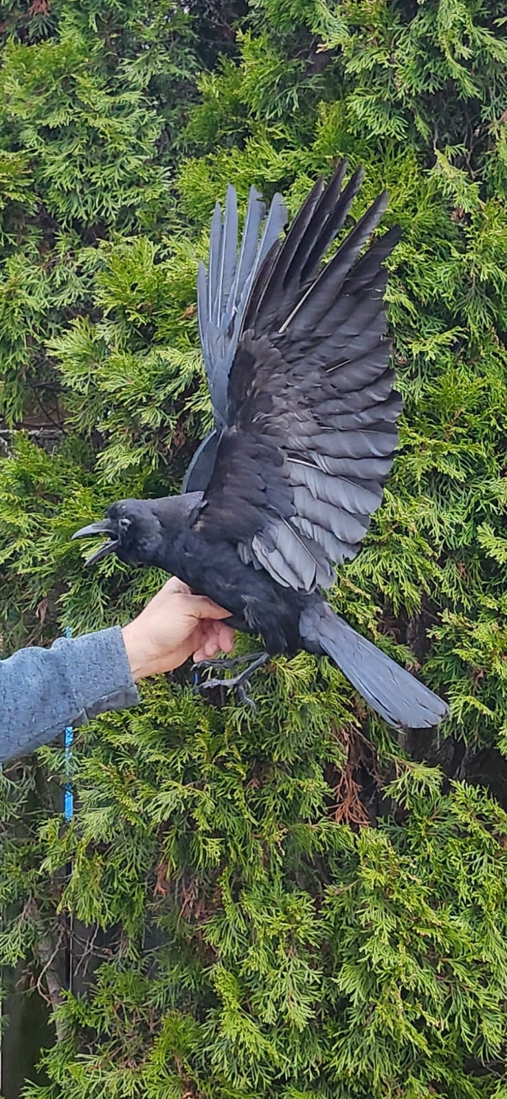Flying wall mounted carrion crow taxidermy