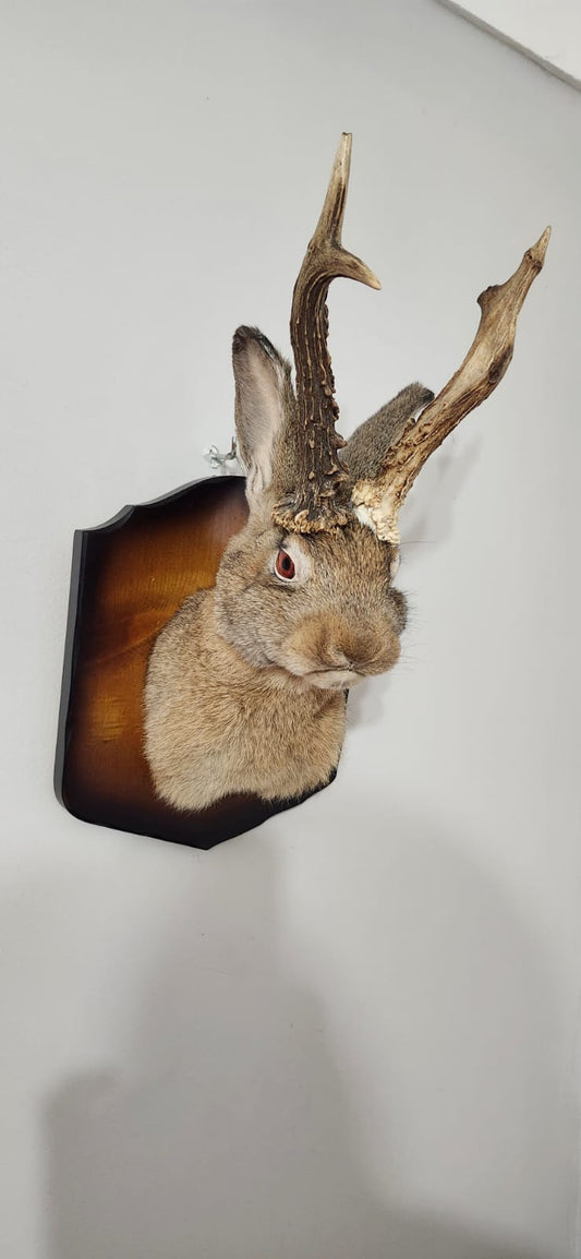 Shoulder mount brown jackalope taxidermy