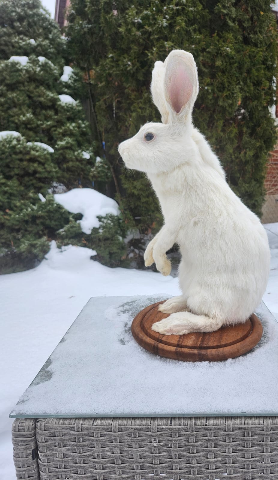Two headed standing white rabbit taxidermy mythical bunny