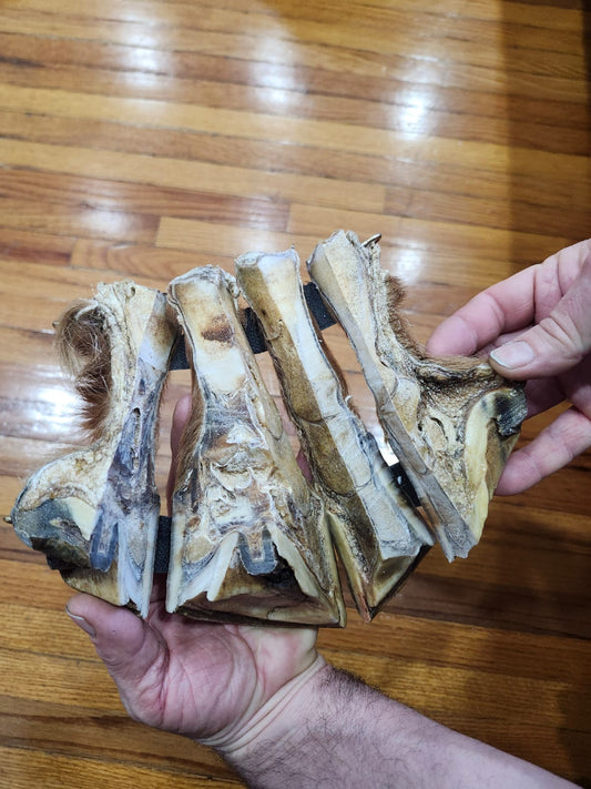 Educational horse hoof taxidermy