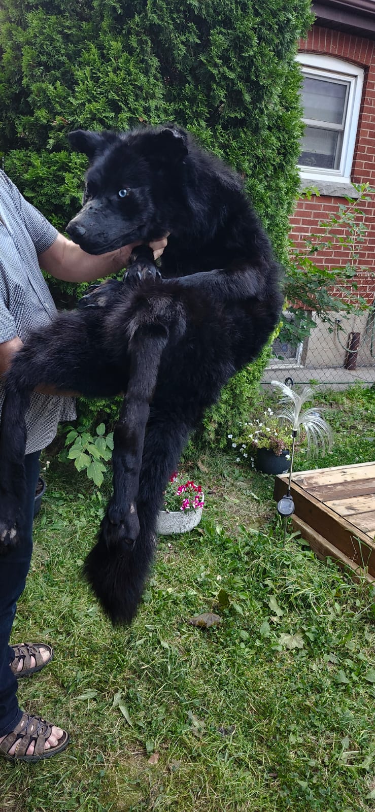 Floppy soft mount black wolf taxidermy