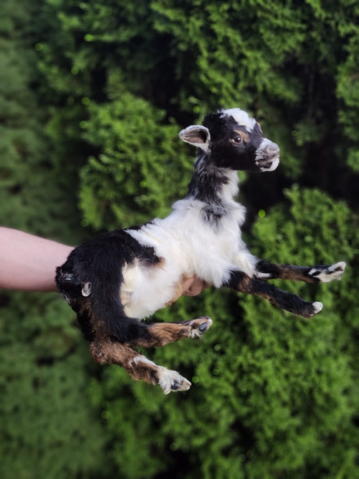 Fully posable soft mount baby goat taxidermy