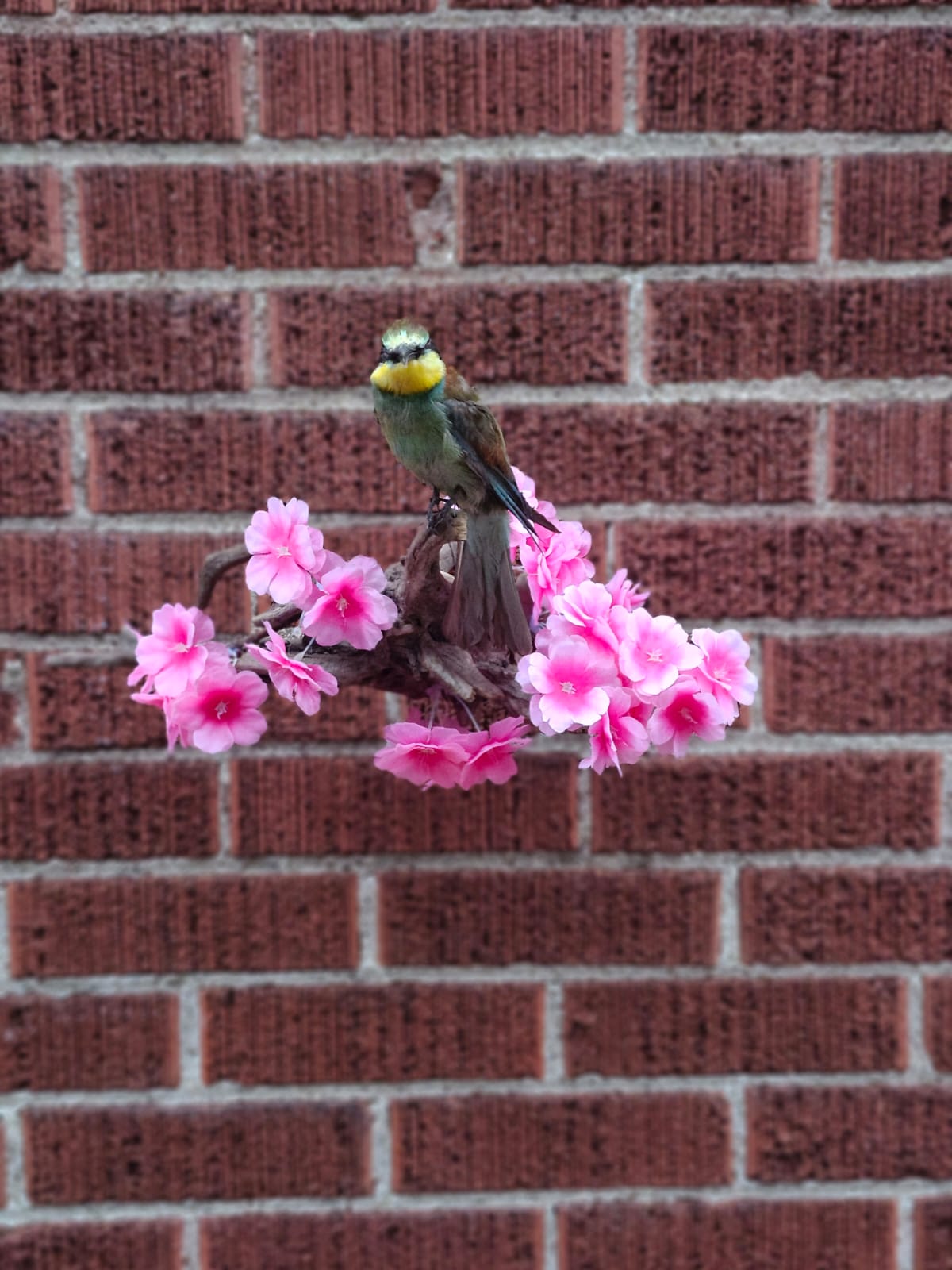 Wall mounted bee eater taxidermy