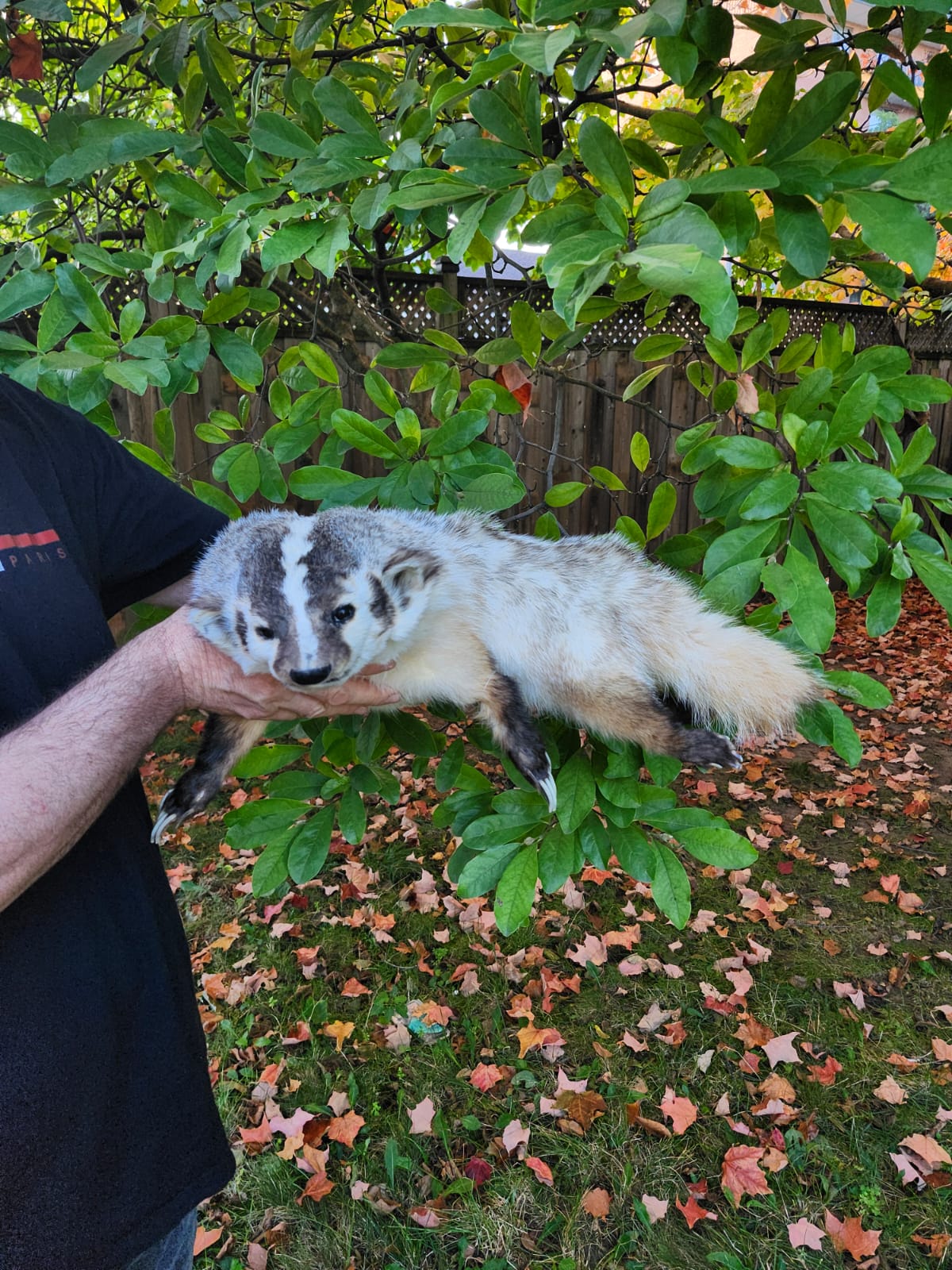 Large soft mount badger taxidermy