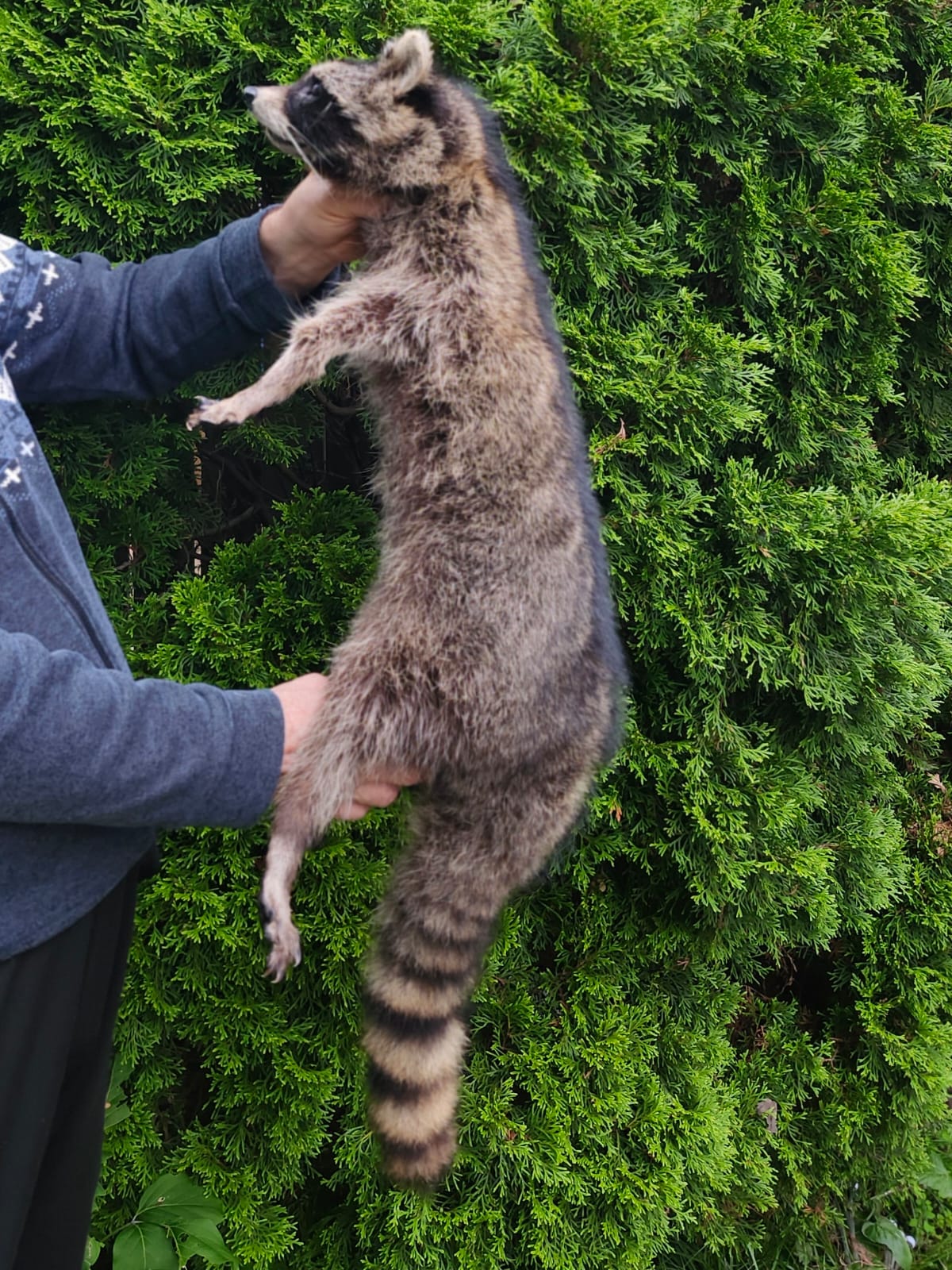Soft mount large raccoon taxidermy