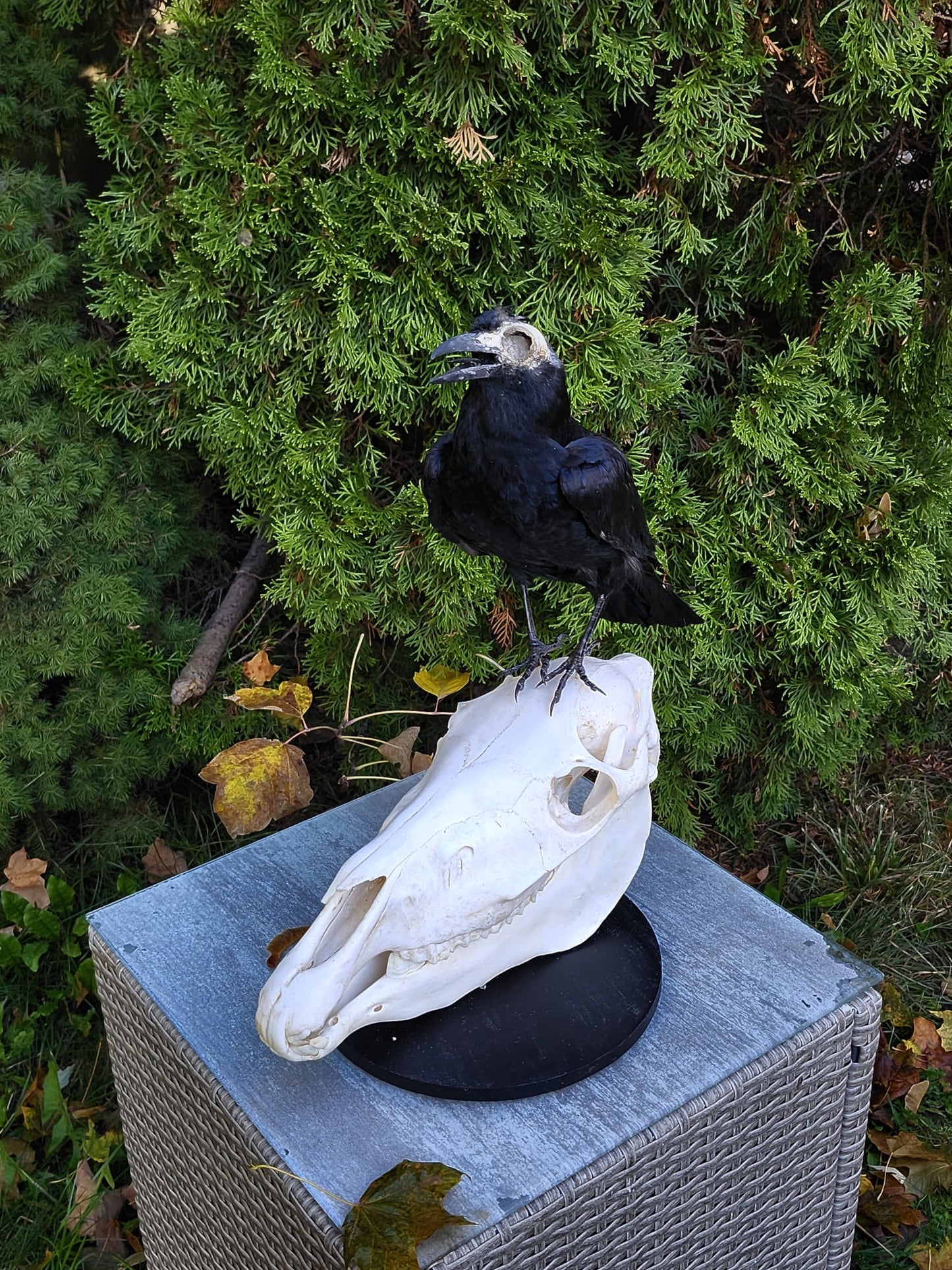 A crow taxidermy standing on a donkey skull