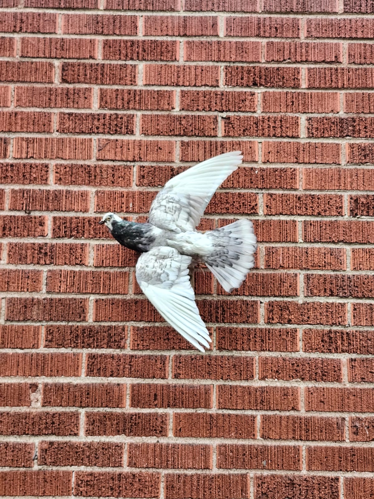Flying wall mounted pigeon taxidermy