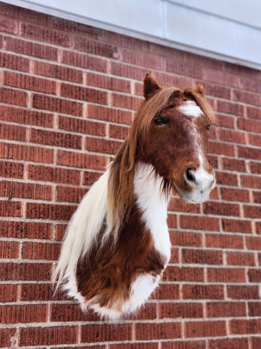 Shoulder mount brown and white horse taxidermy