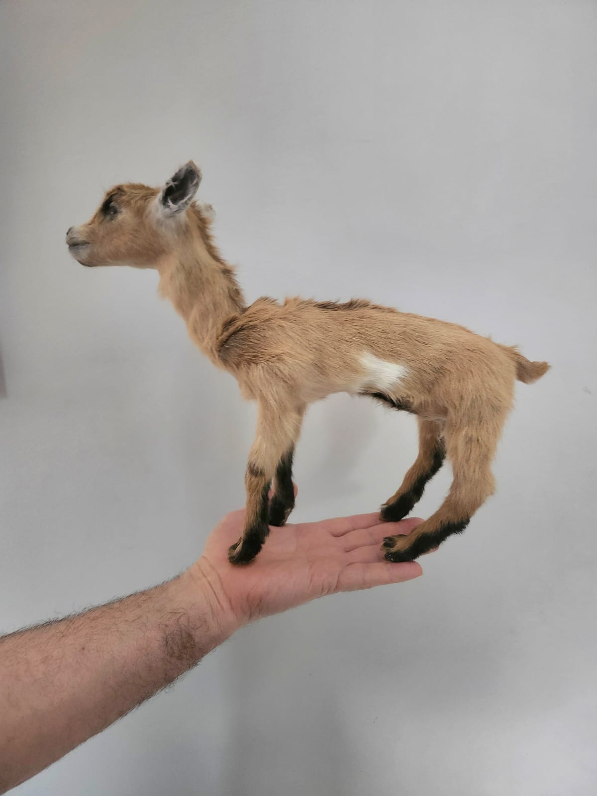 Pose-able soft mount baby goat taxidermy