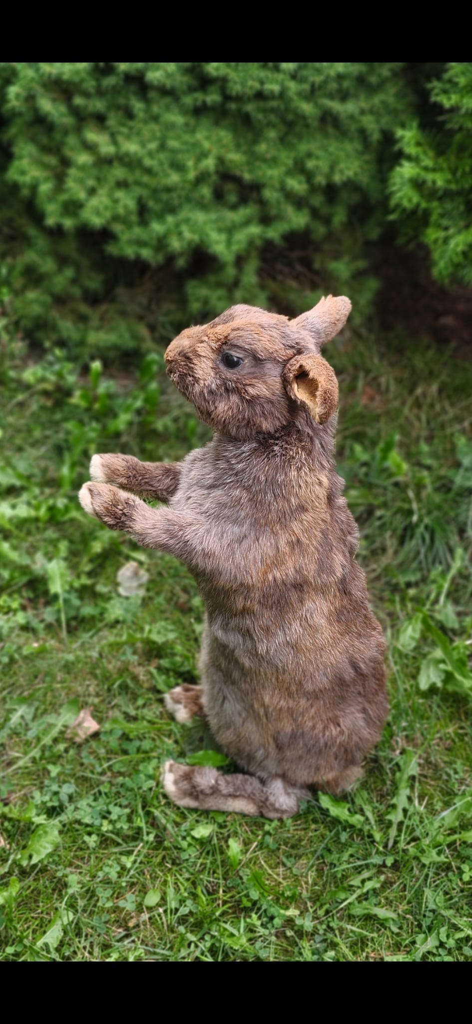 Fully Posable soft mount XXL rabbit taxidermy