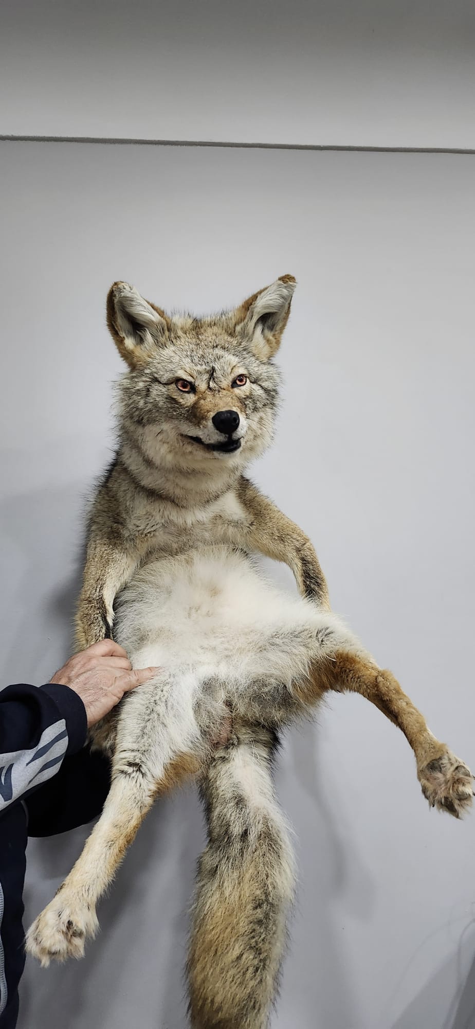 Soft mount coyote taxidermy