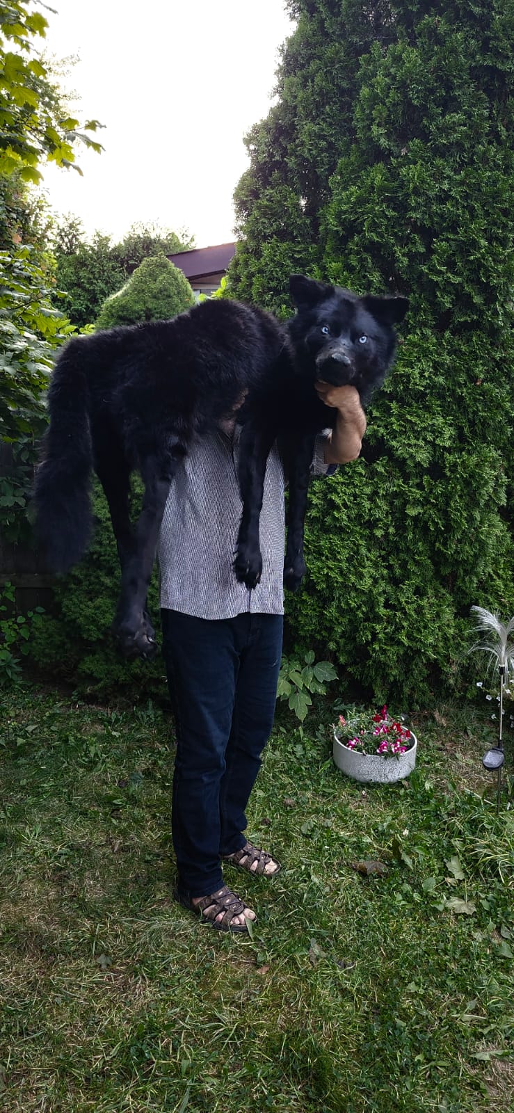 Floppy soft mount black wolf taxidermy