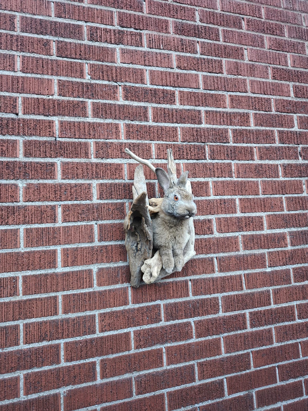 Shoulder mount rabbit / bunny / jackalope taxidermy