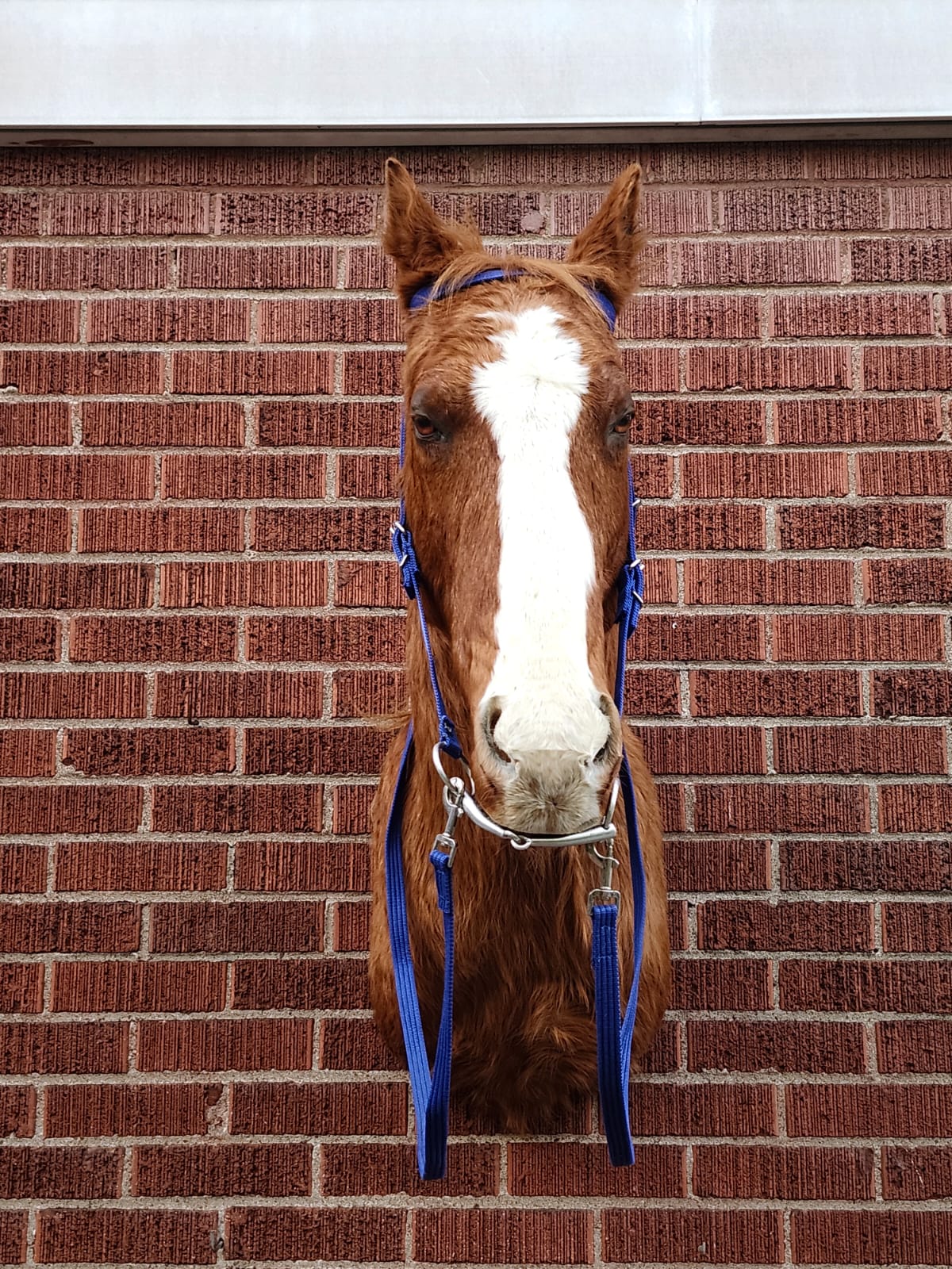 Shoulder mount horse taxidermy