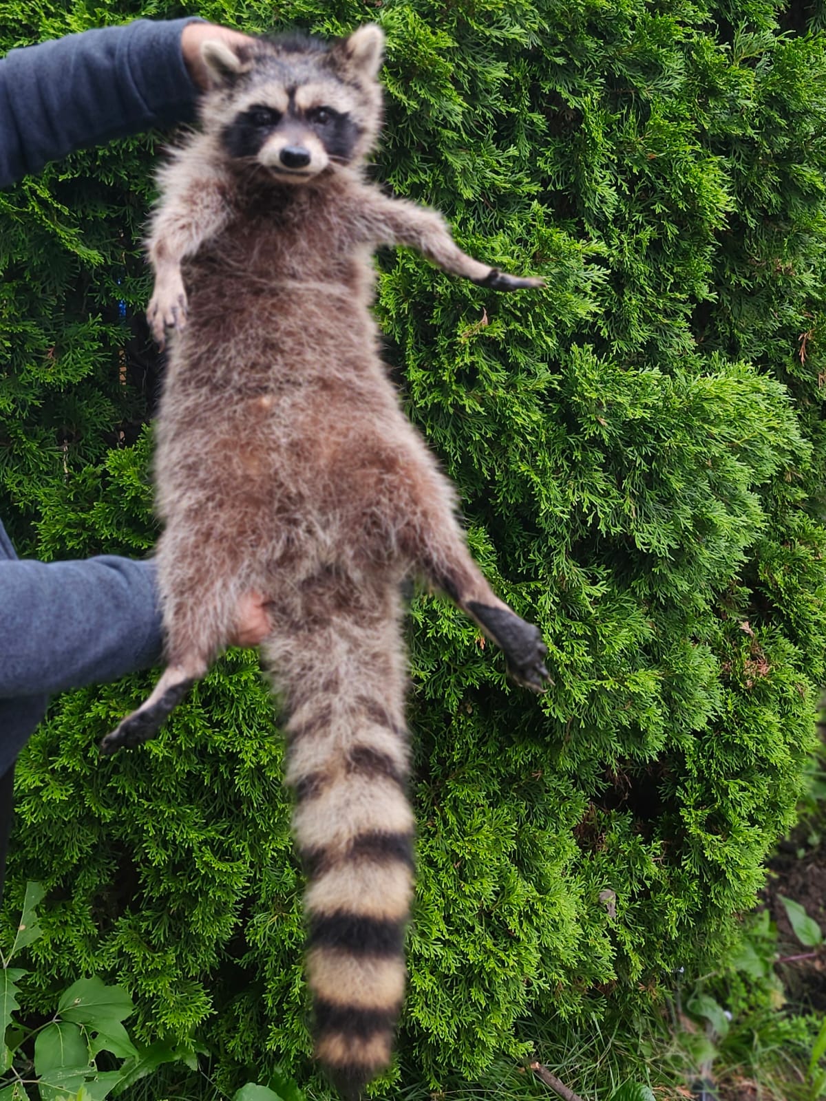Soft mount large raccoon taxidermy
