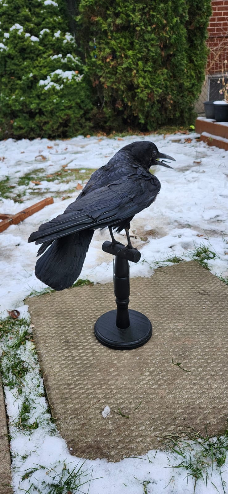 Standing carrion crow taxidermy