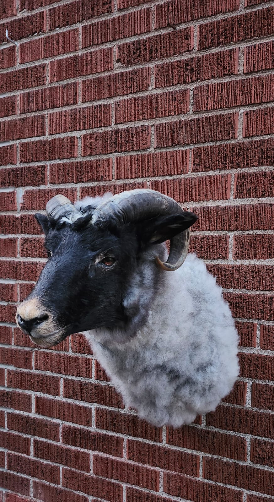 Shoulder mount sheep/ ram taxidermy