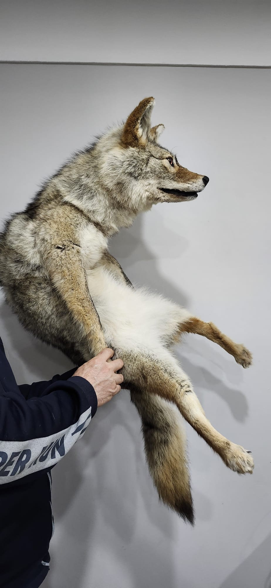 Soft mount coyote taxidermy