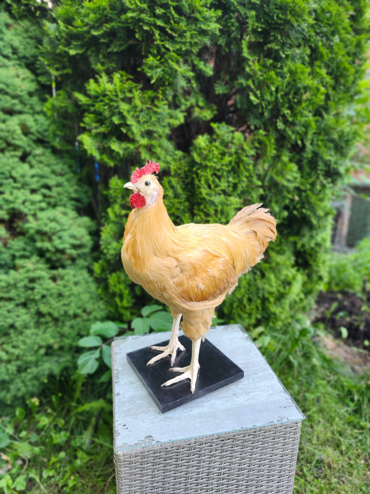 XL nice blond rooster Taxidermy, chicken