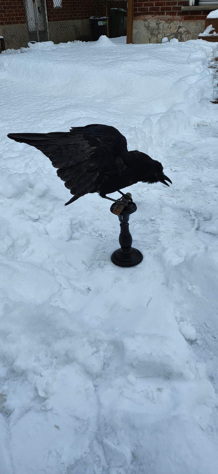 Standing carrion crow taxidermy