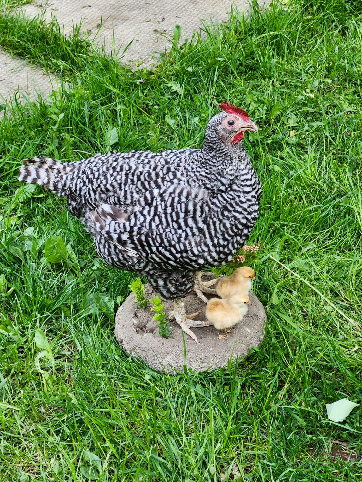 Chicken taxidermy with her chicks