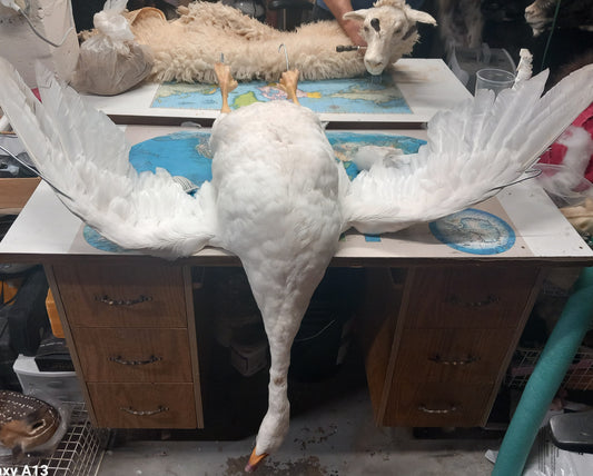 Custom order White goose taxidermy