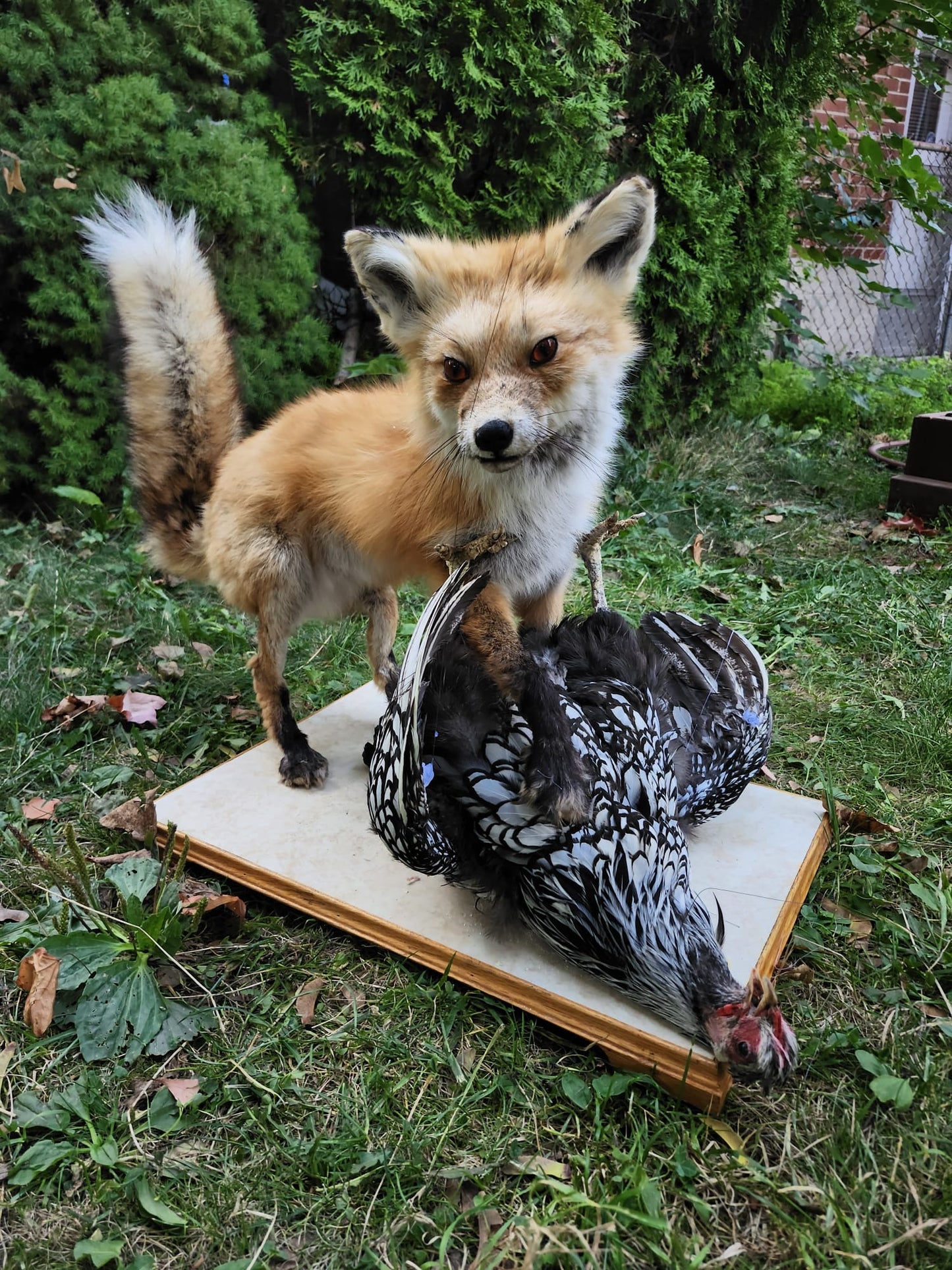 Fox taxidermy and a chicken with movable head and wings
