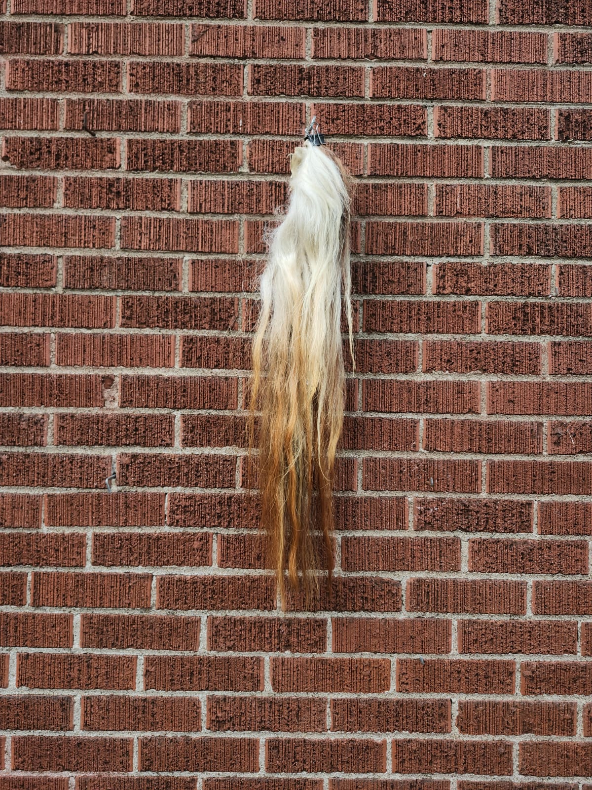 Pony horse tail taxidermy