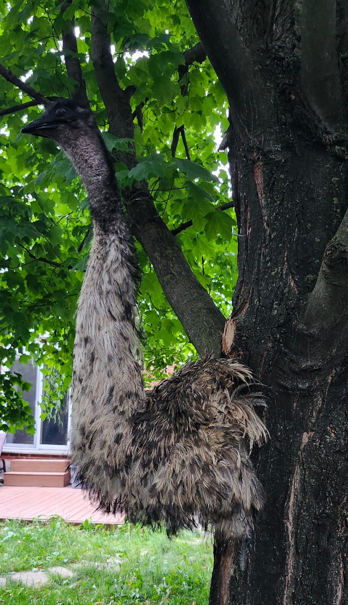 Shoulder mount, half body emu taxidermy, large bird taxidermy