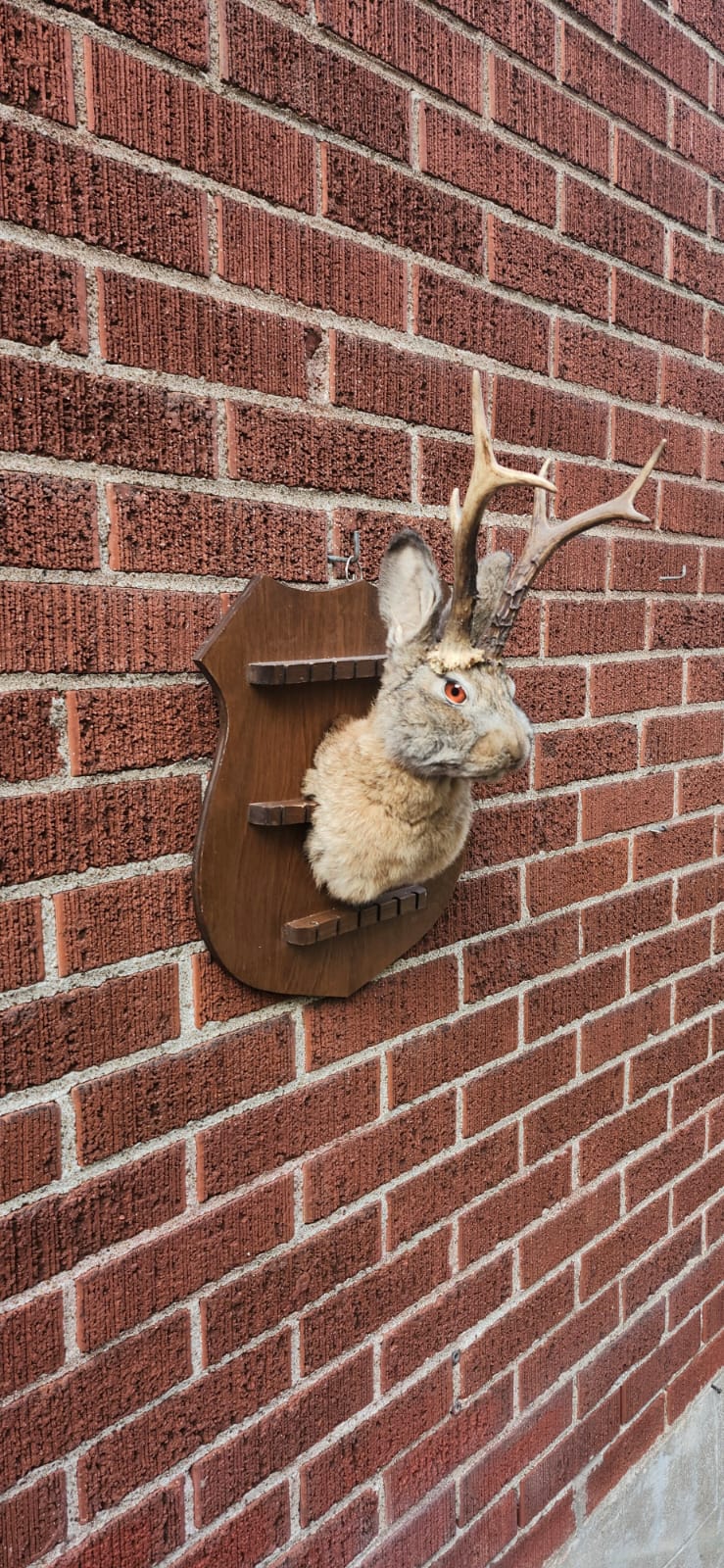 Shoulder mount brown jackalope taxidermy