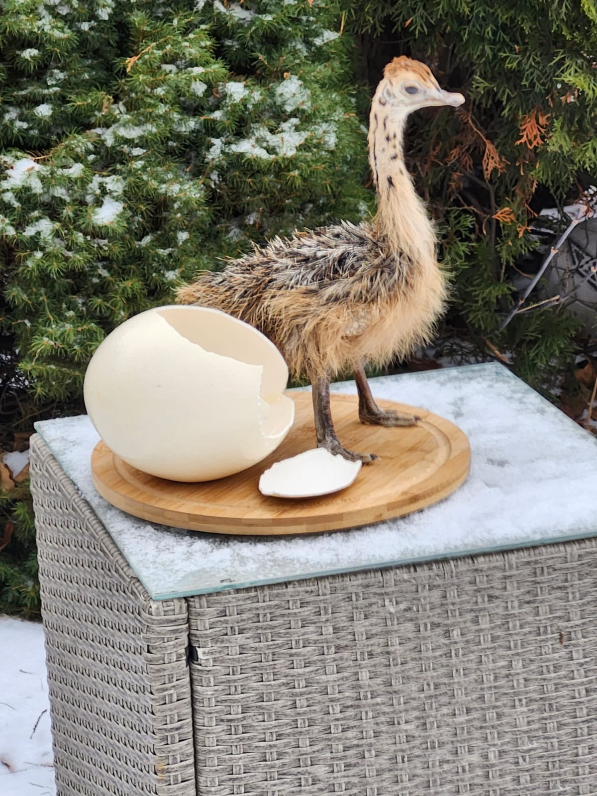 Baby ostrich taxidermy