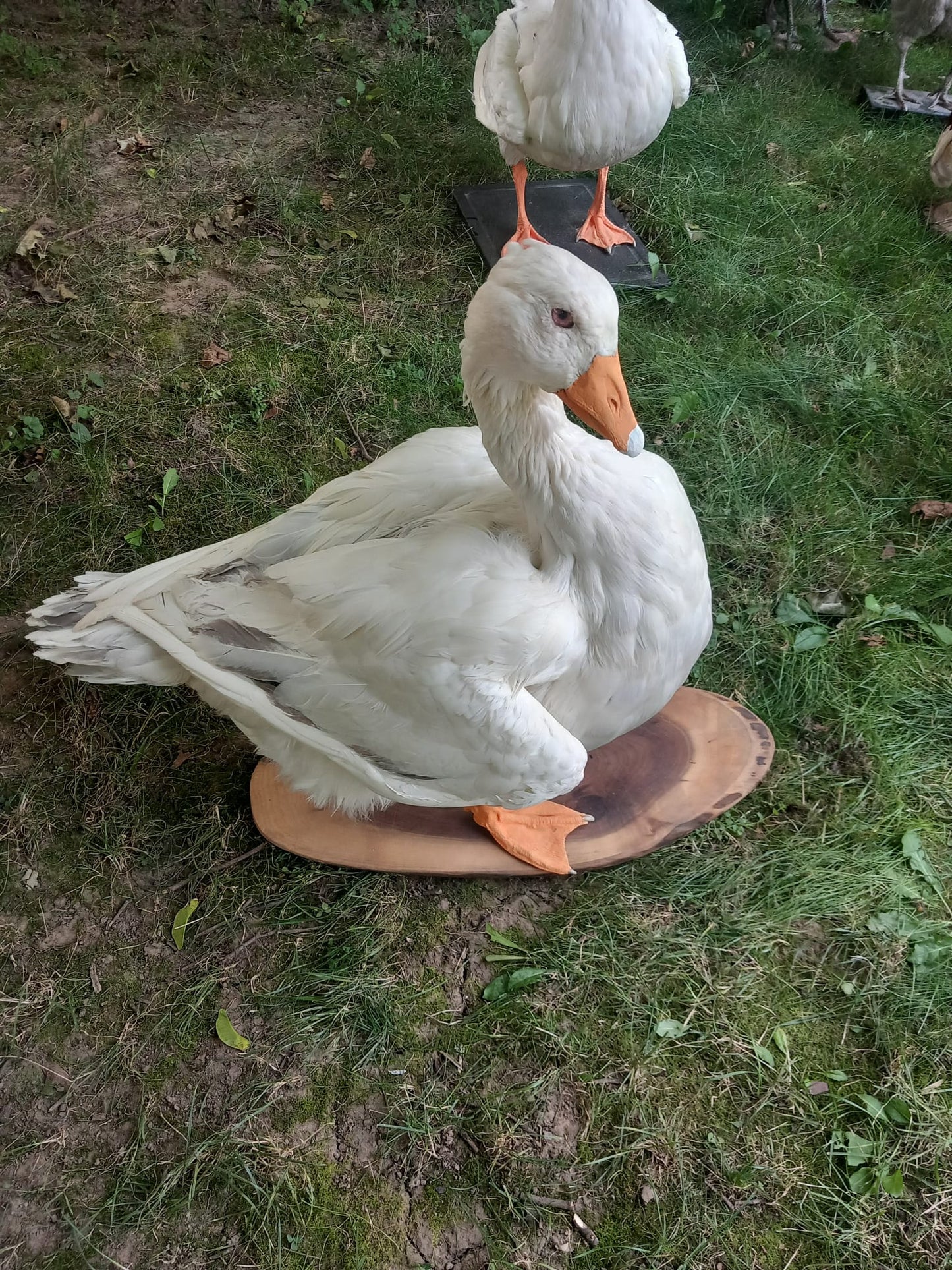 White goose taxidermy