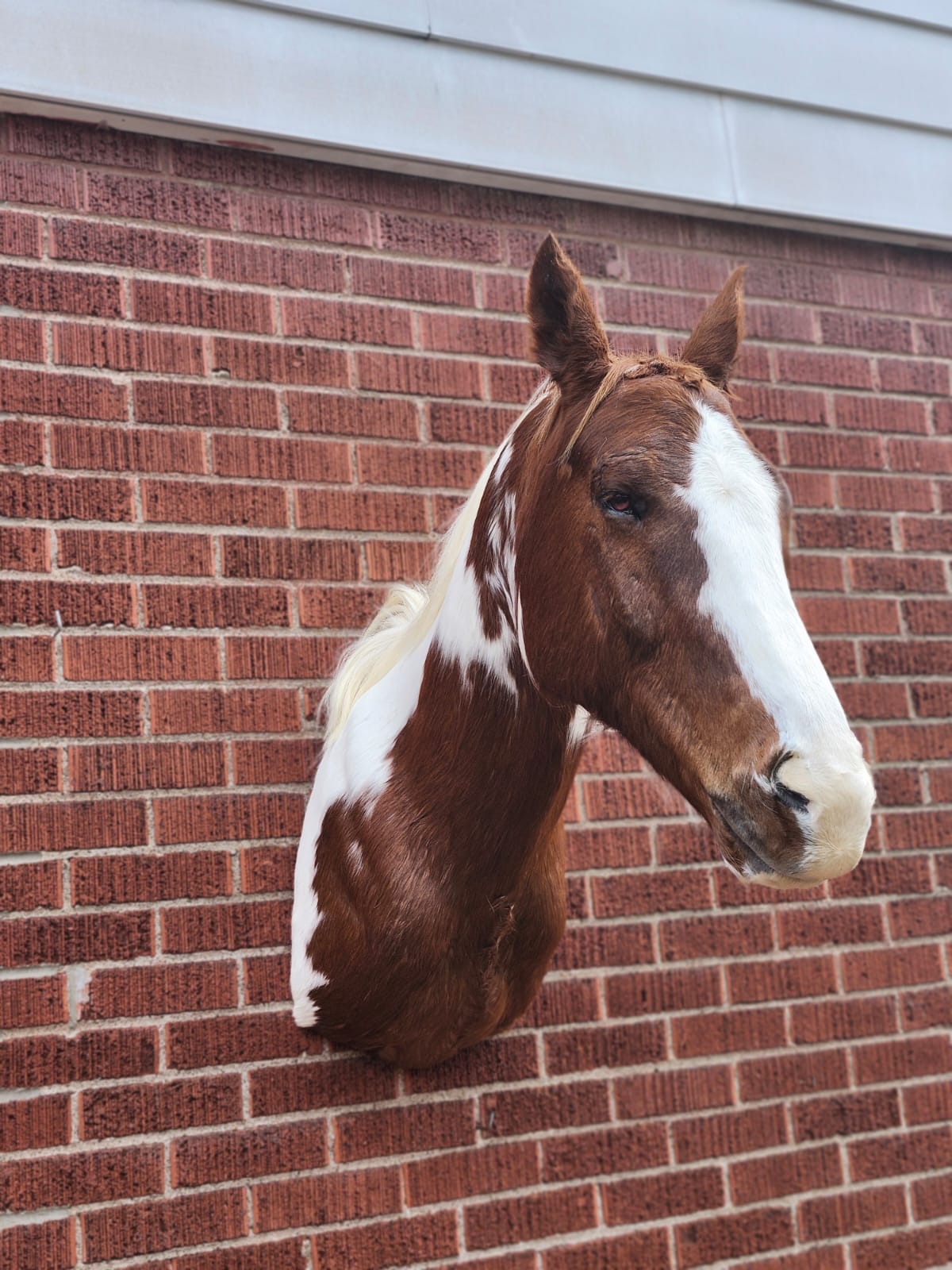 Shoulder mount brown and white horse taxidermy