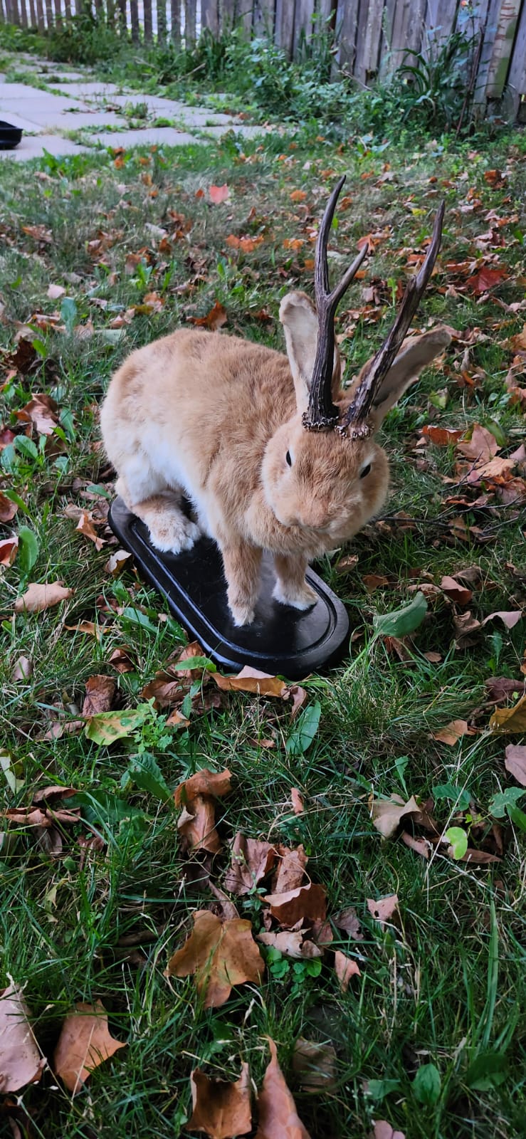 A masive brown life size jackalope taxidermy with real roe deer antlers, full body rabbit jackalope, bunny taxidermy