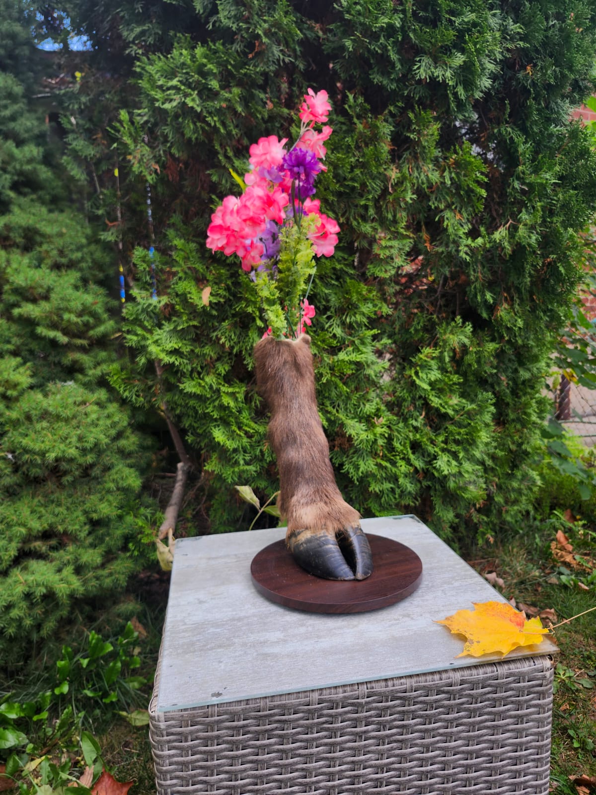 Bison / buffalo hoof taxidermy