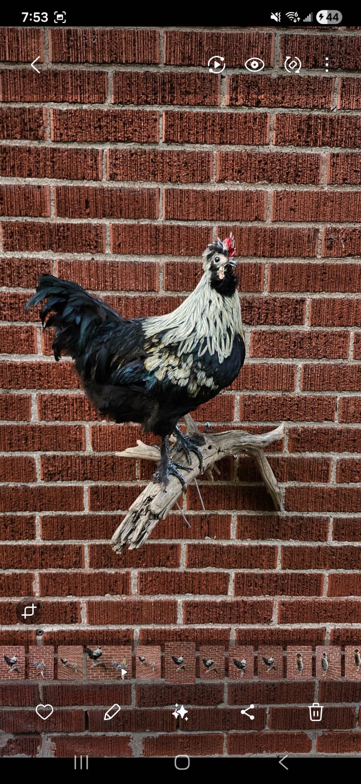 Wall mounted rooster taxidermy, chicken taxidermy