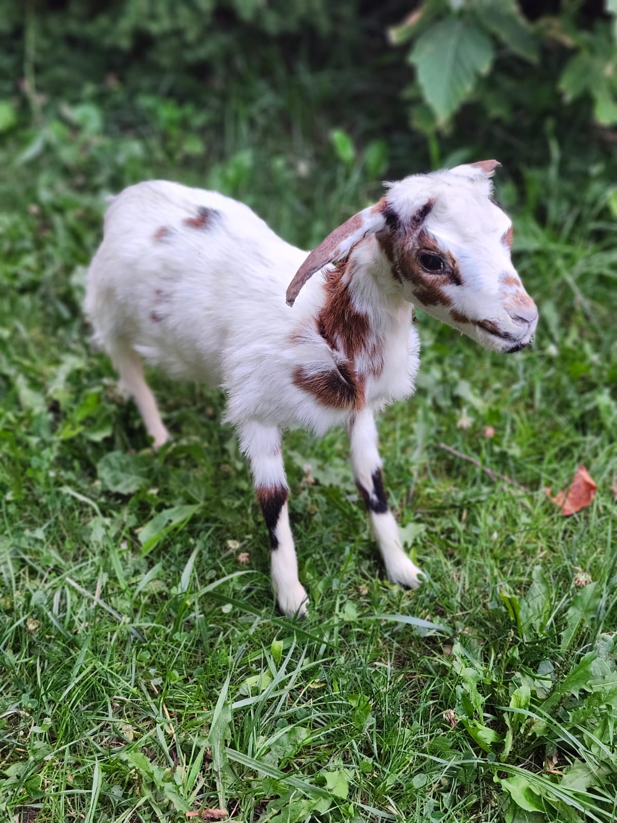 Fully posable soft mount baby goat taxidermy