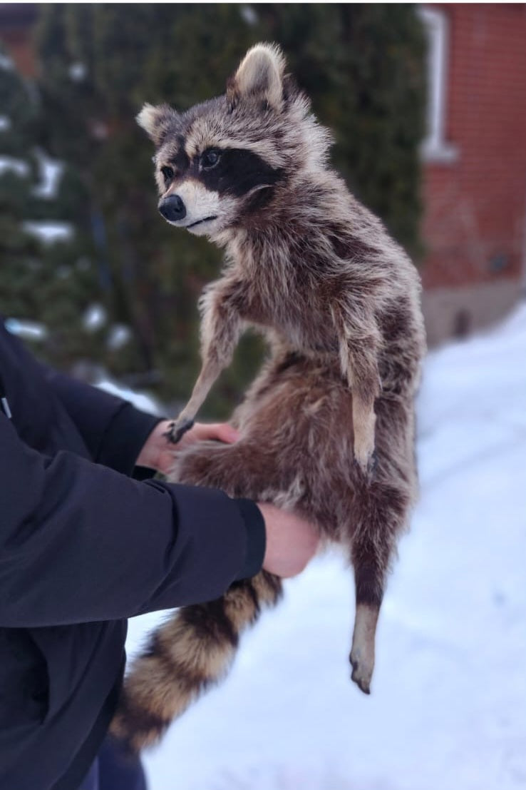 XXL soft mount raccoon taxidermy